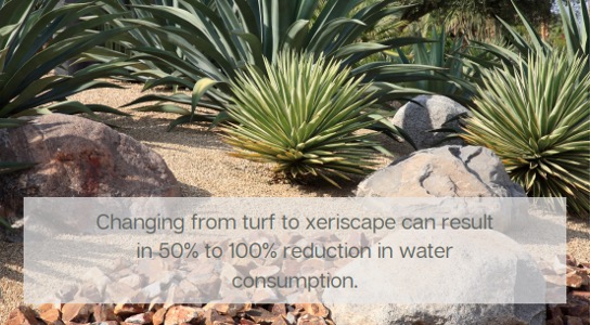 A xeriscape garden with a text overlay “Changing from turf to xeriscape can result in 50% to 100% reduction in water consumption.”